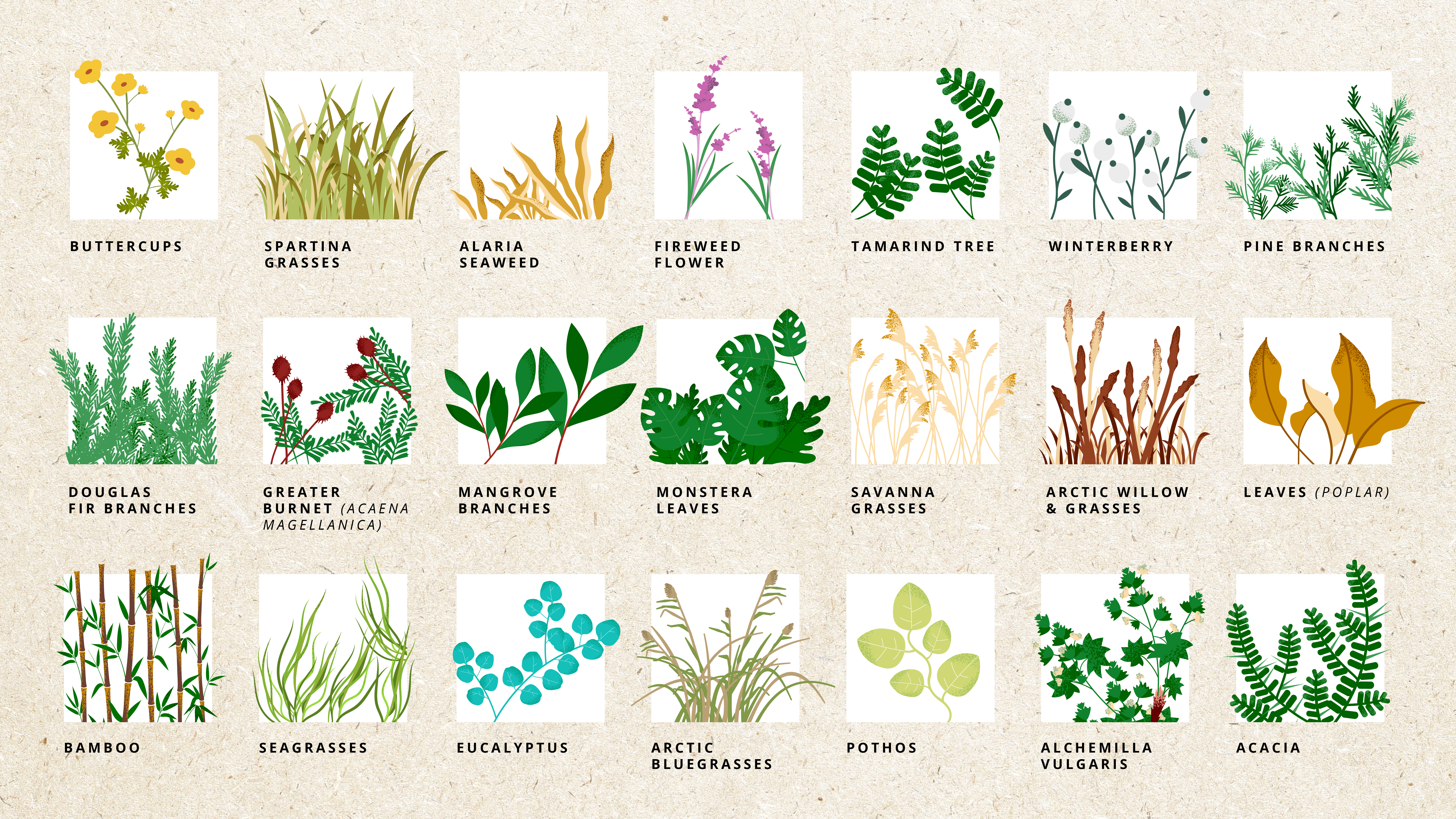 Collection of illustrated foliage samples used in the campaign.