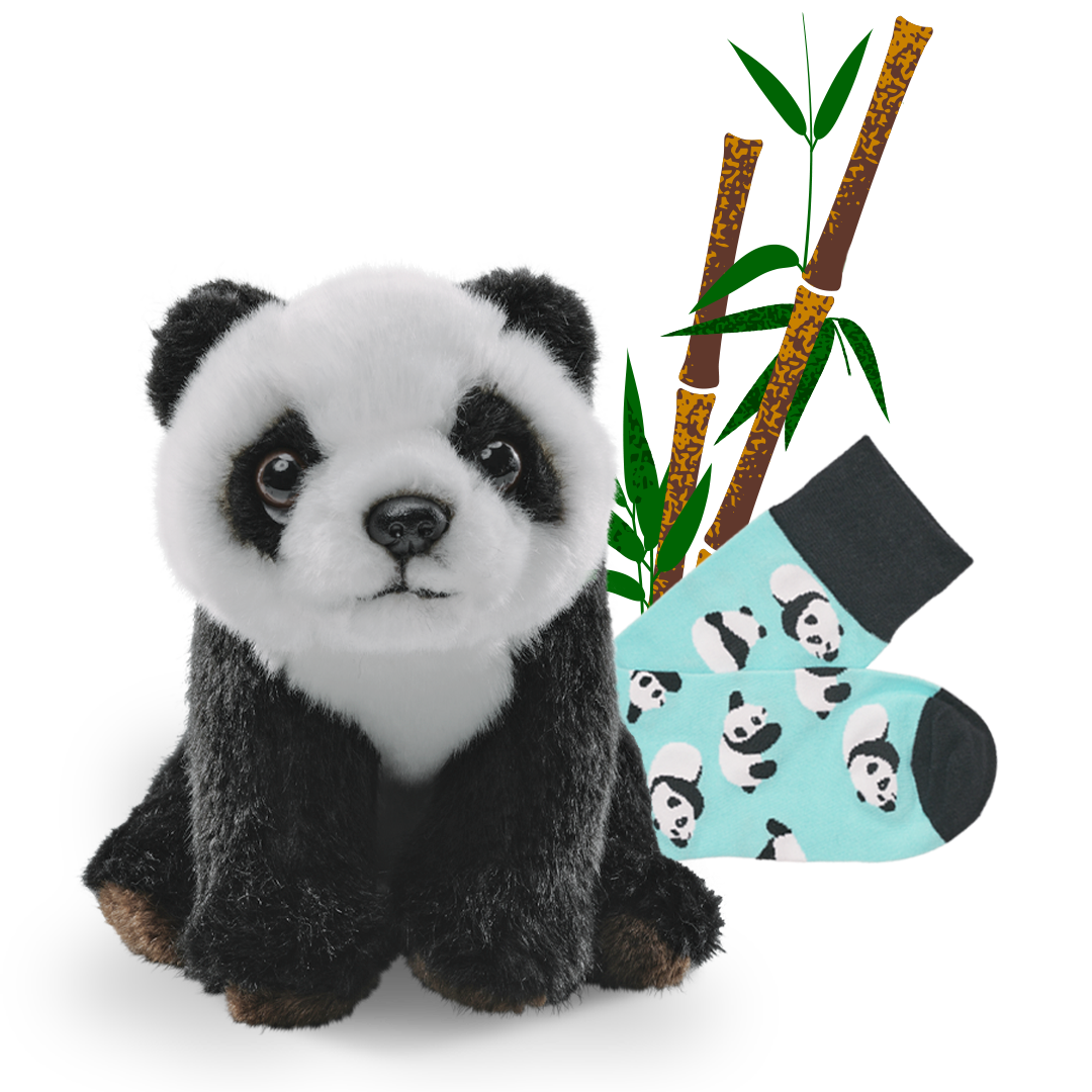 A plush panda bear, panda socks and a bamboo illustration.