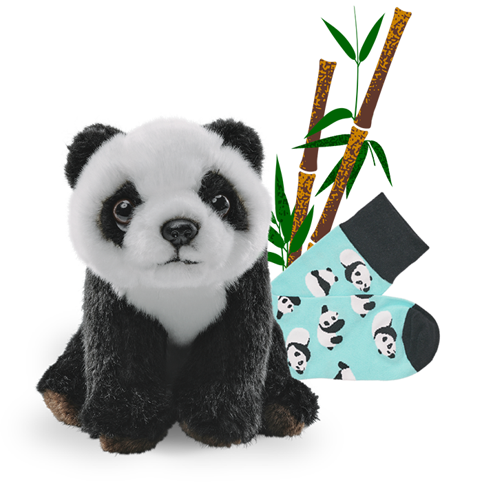 A plush panda bear, panda socks and a bamboo illustration.